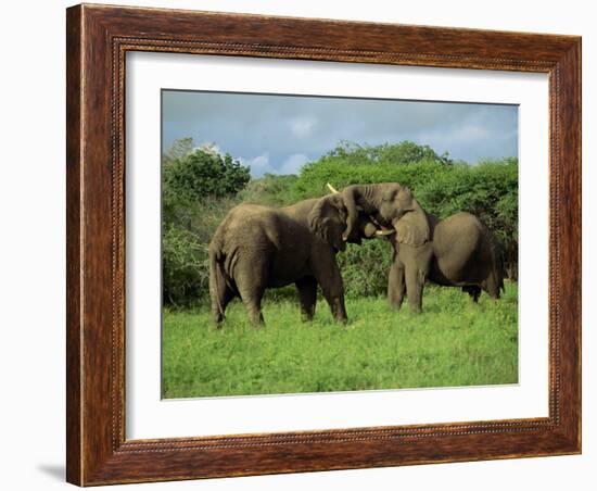 Two African Elephants Greeting, Kruger National Park, South Africa, Africa-Paul Allen-Framed Photographic Print