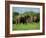 Two African Elephants Greeting, Kruger National Park, South Africa, Africa-Paul Allen-Framed Photographic Print