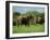 Two African Elephants Greeting, Kruger National Park, South Africa, Africa-Paul Allen-Framed Photographic Print