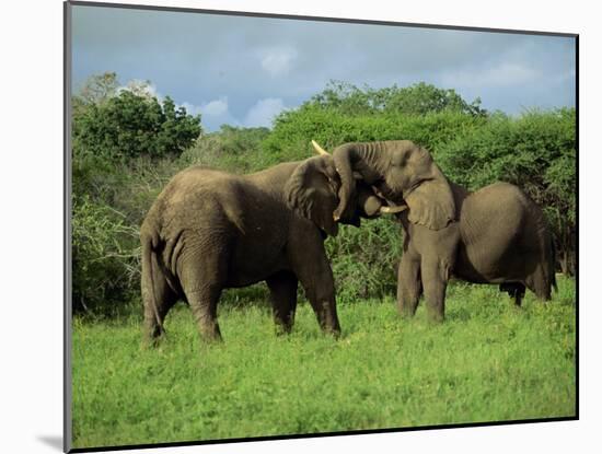 Two African Elephants Greeting, Kruger National Park, South Africa, Africa-Paul Allen-Mounted Photographic Print