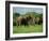 Two African Elephants Greeting, Kruger National Park, South Africa, Africa-Paul Allen-Framed Photographic Print