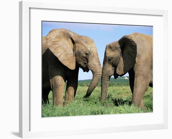 Two African Elephants, Loxodonta Africana, Addo, South Africa, Africa-Ann & Steve Toon-Framed Photographic Print