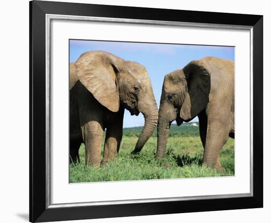 Two African Elephants, Loxodonta Africana, Addo, South Africa, Africa-Ann & Steve Toon-Framed Photographic Print