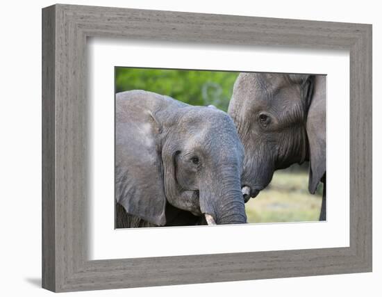 Two African elephants (Loxodonta africana) female and a sub-adult, Khwai Concession, Okavango Delta-Sergio Pitamitz-Framed Photographic Print