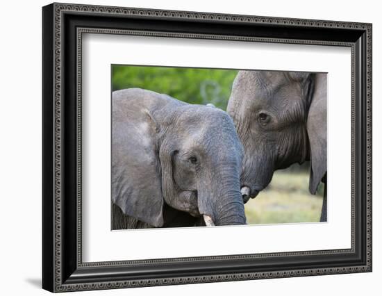 Two African elephants (Loxodonta africana) female and a sub-adult, Khwai Concession, Okavango Delta-Sergio Pitamitz-Framed Photographic Print