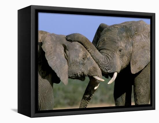 Two African Elephants (Loxodonta Africana), Greater Addo National Park, South Africa, Africa-Steve & Ann Toon-Framed Premier Image Canvas