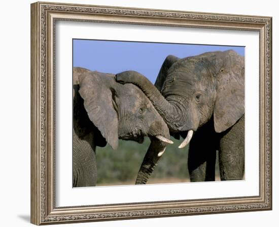 Two African Elephants (Loxodonta Africana), Greater Addo National Park, South Africa, Africa-Steve & Ann Toon-Framed Photographic Print