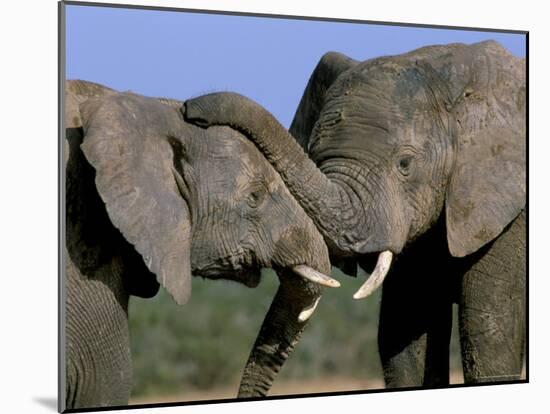 Two African Elephants (Loxodonta Africana), Greater Addo National Park, South Africa, Africa-Steve & Ann Toon-Mounted Photographic Print