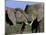 Two African Elephants (Loxodonta Africana), Greater Addo National Park, South Africa, Africa-Steve & Ann Toon-Mounted Photographic Print