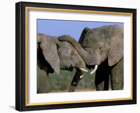 Two African Elephants (Loxodonta Africana), Greater Addo National Park, South Africa, Africa-Steve & Ann Toon-Framed Photographic Print