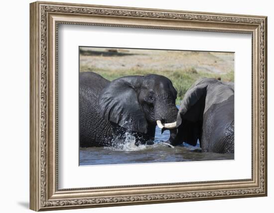 Two African elephants (Loxodonta africana) sparring in the river Khwai, Khwai Concession, Okavango -Sergio Pitamitz-Framed Photographic Print