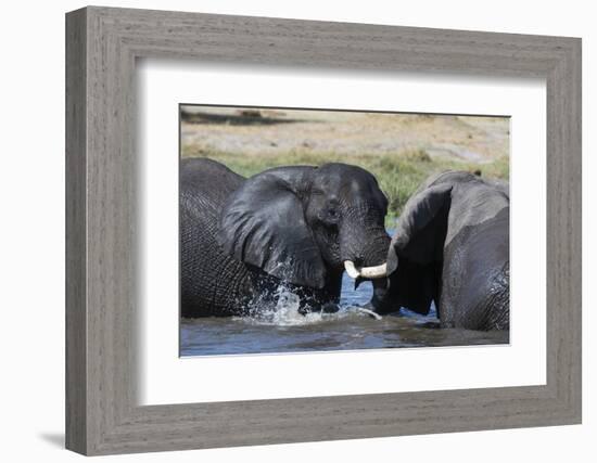 Two African elephants (Loxodonta africana) sparring in the river Khwai, Khwai Concession, Okavango -Sergio Pitamitz-Framed Photographic Print