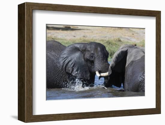 Two African elephants (Loxodonta africana) sparring in the river Khwai, Khwai Concession, Okavango -Sergio Pitamitz-Framed Photographic Print