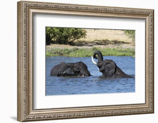 Two African elephants (Loxodonta africana) sparring in the River Khwai, Khwai Concession, Okavango -Sergio Pitamitz-Framed Photographic Print