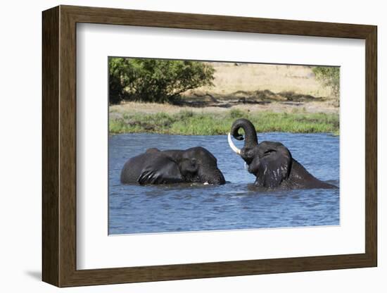 Two African elephants (Loxodonta africana) sparring in the River Khwai, Khwai Concession, Okavango -Sergio Pitamitz-Framed Photographic Print