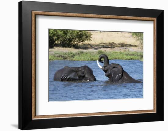 Two African elephants (Loxodonta africana) sparring in the River Khwai, Khwai Concession, Okavango -Sergio Pitamitz-Framed Photographic Print