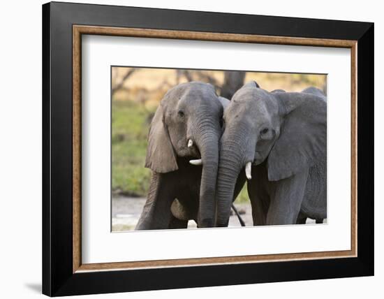 Two African elephants (Loxodonta africana) sparring, Khwai Concession, Okavango Delta, Botswana, Af-Sergio Pitamitz-Framed Photographic Print