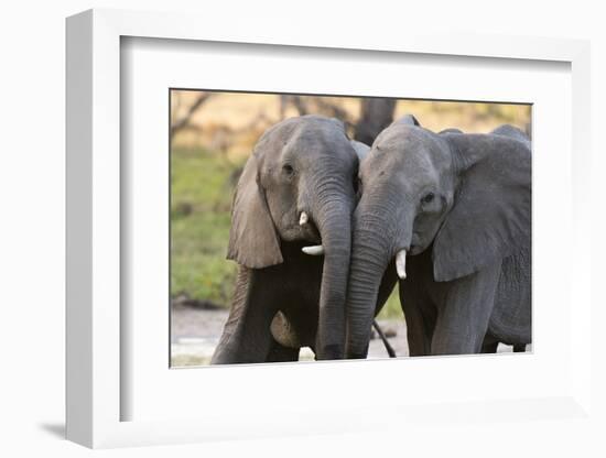 Two African elephants (Loxodonta africana) sparring, Khwai Concession, Okavango Delta, Botswana, Af-Sergio Pitamitz-Framed Photographic Print