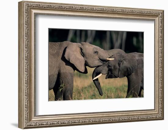 Two African Elephants (Loxodonta Africana), Standing Face to Face, Kenya-Anup Shah-Framed Photographic Print