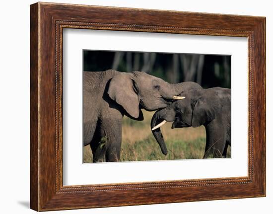 Two African Elephants (Loxodonta Africana), Standing Face to Face, Kenya-Anup Shah-Framed Photographic Print