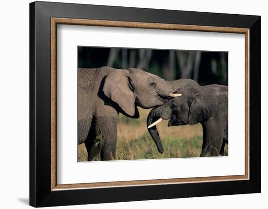 Two African Elephants (Loxodonta Africana), Standing Face to Face, Kenya-Anup Shah-Framed Photographic Print