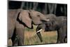 Two African Elephants (Loxodonta Africana), Standing Face to Face, Kenya-Anup Shah-Mounted Photographic Print