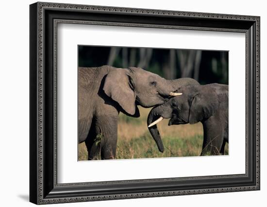 Two African Elephants (Loxodonta Africana), Standing Face to Face, Kenya-Anup Shah-Framed Photographic Print