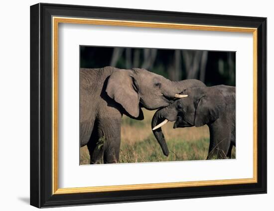 Two African Elephants (Loxodonta Africana), Standing Face to Face, Kenya-Anup Shah-Framed Photographic Print