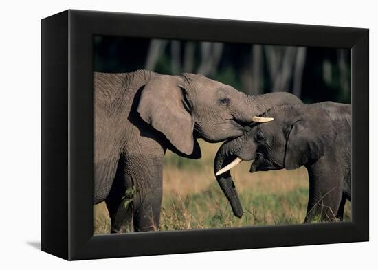 Two African Elephants (Loxodonta Africana), Standing Face to Face, Kenya-Anup Shah-Framed Premier Image Canvas