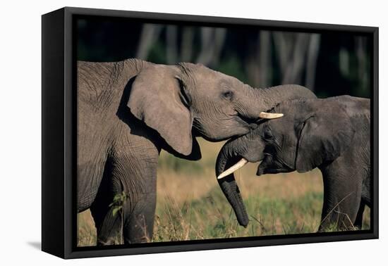 Two African Elephants (Loxodonta Africana), Standing Face to Face, Kenya-Anup Shah-Framed Premier Image Canvas