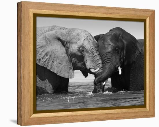 Two African Elephants Playing in River Chobe, Chobe National Park, Botswana-Tony Heald-Framed Premier Image Canvas