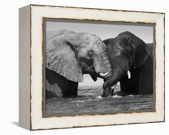 Two African Elephants Playing in River Chobe, Chobe National Park, Botswana-Tony Heald-Framed Premier Image Canvas