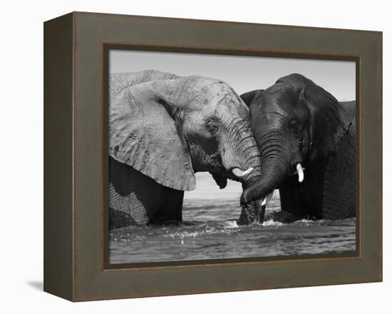 Two African Elephants Playing in River Chobe, Chobe National Park, Botswana-Tony Heald-Framed Premier Image Canvas