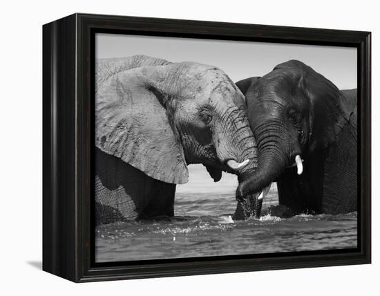 Two African Elephants Playing in River Chobe, Chobe National Park, Botswana-Tony Heald-Framed Premier Image Canvas