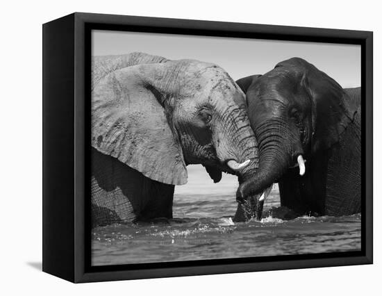 Two African Elephants Playing in River Chobe, Chobe National Park, Botswana-Tony Heald-Framed Premier Image Canvas