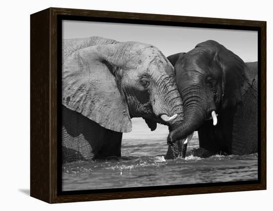 Two African Elephants Playing in River Chobe, Chobe National Park, Botswana-Tony Heald-Framed Premier Image Canvas