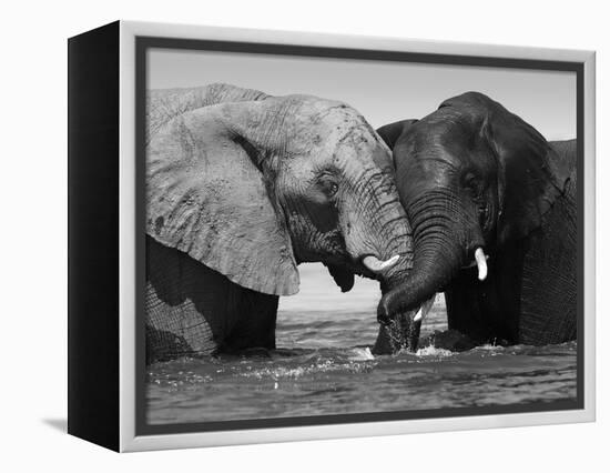Two African Elephants Playing in River Chobe, Chobe National Park, Botswana-Tony Heald-Framed Premier Image Canvas