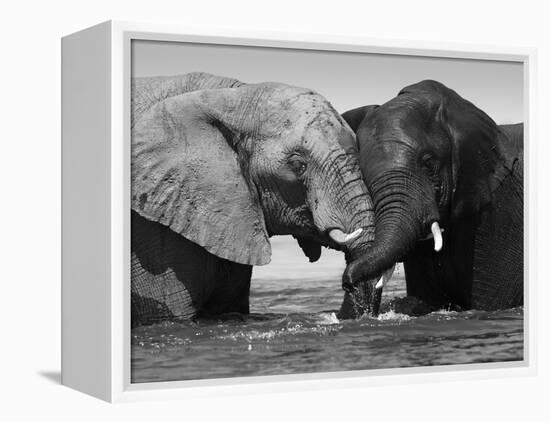 Two African Elephants Playing in River Chobe, Chobe National Park, Botswana-Tony Heald-Framed Premier Image Canvas