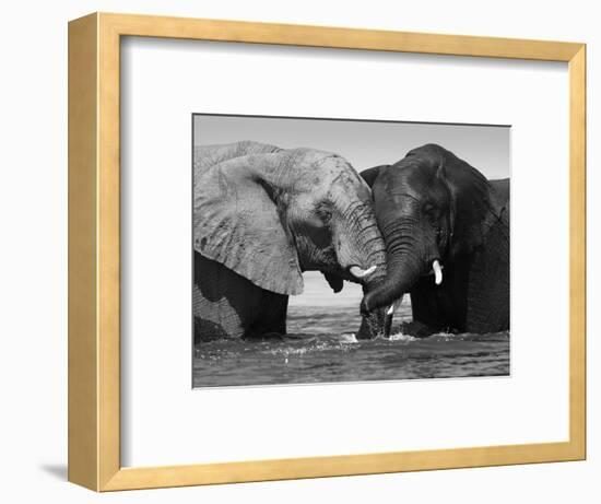 Two African Elephants Playing in River Chobe, Chobe National Park, Botswana-Tony Heald-Framed Premium Photographic Print