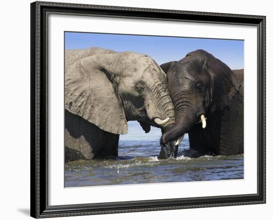 Two African Elephants Playing in River Chobe, Chobe National Park, Botswana-Tony Heald-Framed Photographic Print