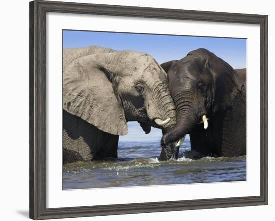 Two African Elephants Playing in River Chobe, Chobe National Park, Botswana-Tony Heald-Framed Photographic Print