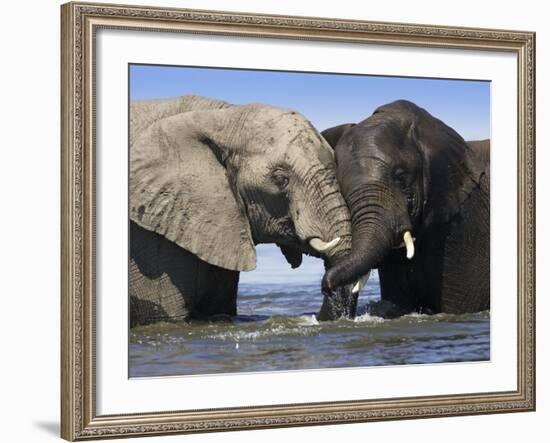 Two African Elephants Playing in River Chobe, Chobe National Park, Botswana-Tony Heald-Framed Photographic Print