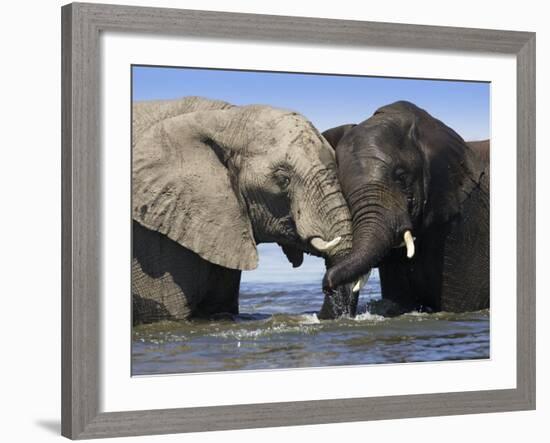 Two African Elephants Playing in River Chobe, Chobe National Park, Botswana-Tony Heald-Framed Photographic Print