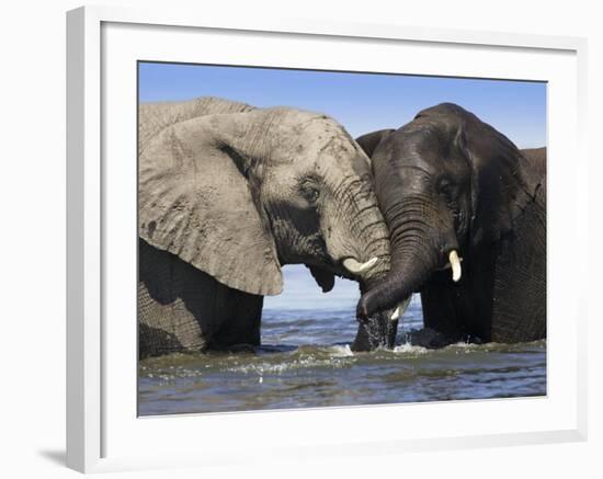 Two African Elephants Playing in River Chobe, Chobe National Park, Botswana-Tony Heald-Framed Photographic Print