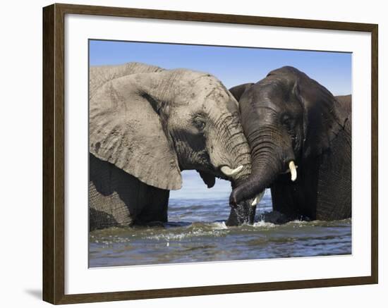 Two African Elephants Playing in River Chobe, Chobe National Park, Botswana-Tony Heald-Framed Photographic Print