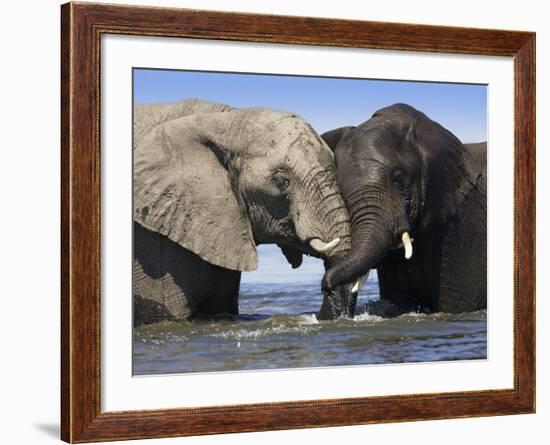 Two African Elephants Playing in River Chobe, Chobe National Park, Botswana-Tony Heald-Framed Photographic Print