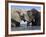 Two African Elephants Playing in River Chobe, Chobe National Park, Botswana-Tony Heald-Framed Photographic Print