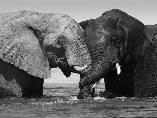 Two African Elephants Playing in River Chobe, Chobe National Park ...