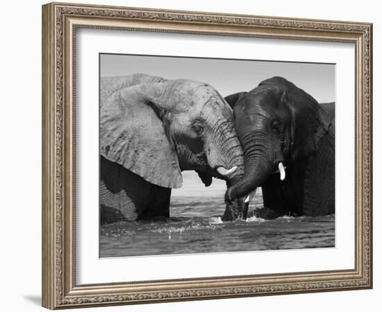 Two African Elephants Playing in River Chobe, Chobe National Park, Botswana-Tony Heald-Framed Photographic Print