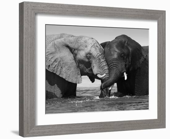 Two African Elephants Playing in River Chobe, Chobe National Park, Botswana-Tony Heald-Framed Photographic Print